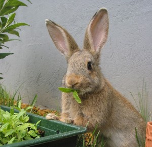 Rabbit food