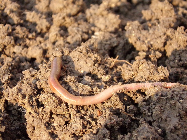 Earthworms are great for your garden